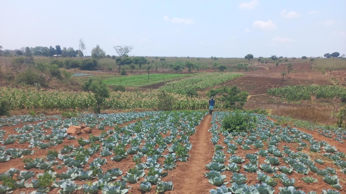 Cabbage field