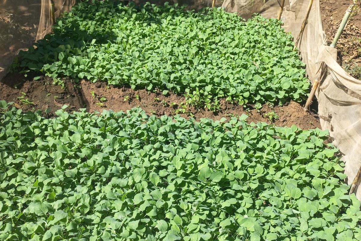 Vegetable beds