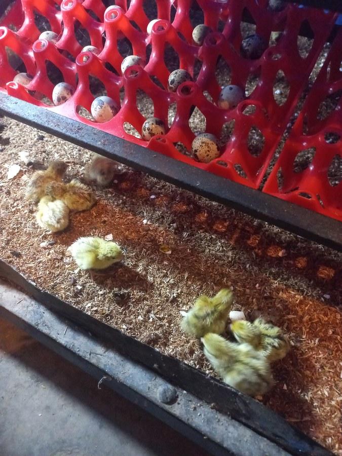 Mushrooms growing