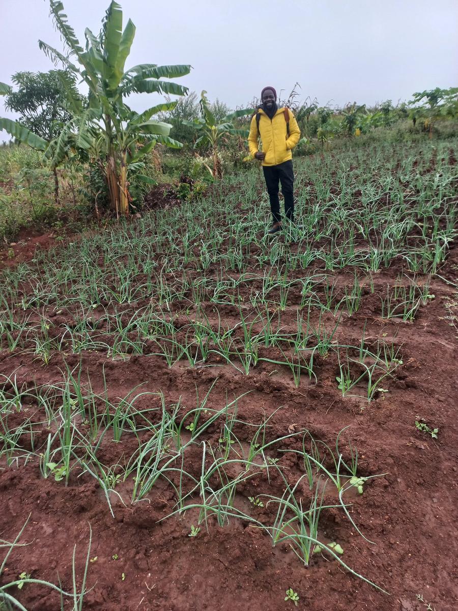 Onion field