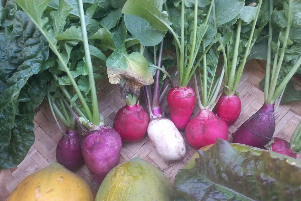 Radish harvest