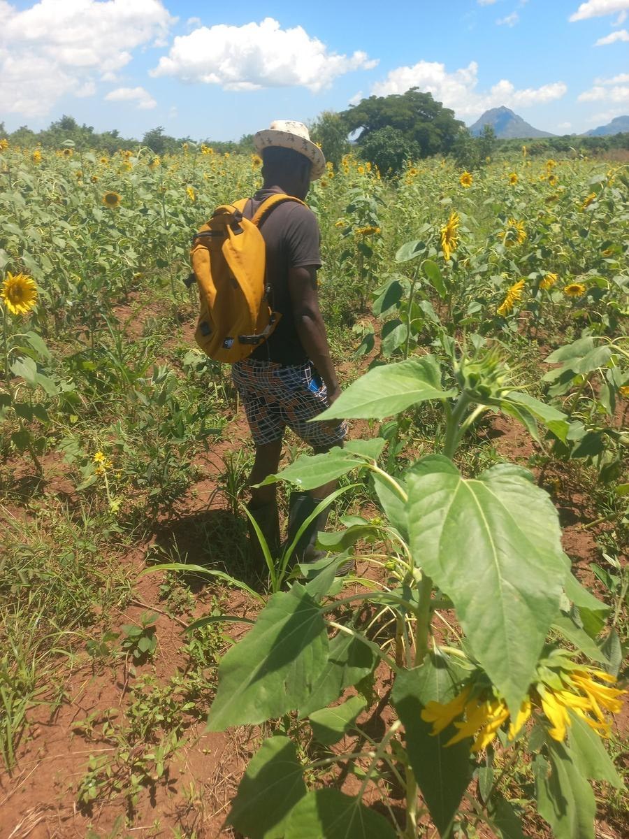 Walking sunflower rows
